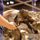 The dino’s skull being prepared for display.